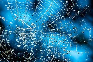 Kunstzinnig spinnenweb von Jo Pixel
