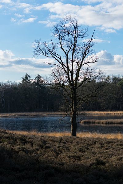 Einsamer Baum von Onno van Kuik