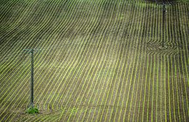 mast on field by Stefan Havadi-Nagy