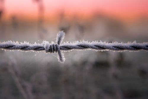 Du fil barbelé gelé