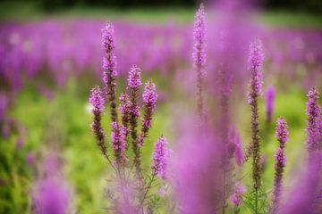 Blooming meadow by Peter Felberbauer