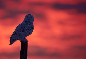 Sneeuwuil (Bubo scandiaca) van Beschermingswerk voor aan uw muur