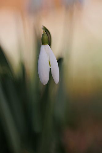 Snowdrop 'Subtle Beauty' by Dagmar Hijmans