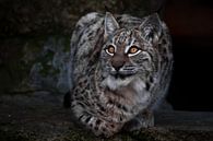Luchs ist eine große Wildkatze, die ironisch aussieht, der dunkle Hintergrund sind die klaren Augen  von Michael Semenov Miniaturansicht