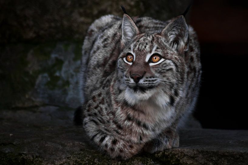 Luchs ist eine große Wildkatze, die ironisch aussieht, der dunkle Hintergrund sind die klaren Augen  von Michael Semenov