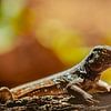 Exotische hagedis in Caribisch licht – Bonaire natuur van Niels Bronkema