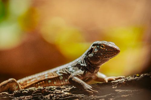 Exotic lizard in Caribbean light - Bonaire nature
