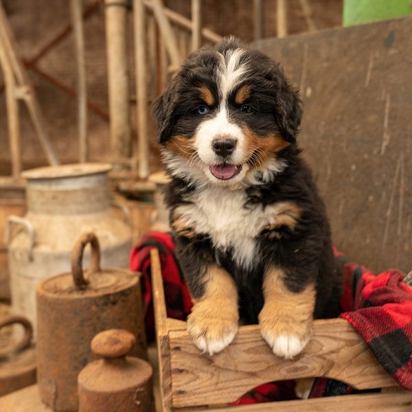 Chiot bernois Ginger par Bob de Bruin