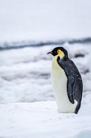 Emperor's penguin - Antarctica