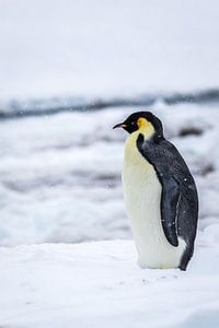 Keizerspinguin - Antarctica van Family Everywhere