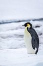 Kaiserpinguin - Antarktis von Family Everywhere Miniaturansicht