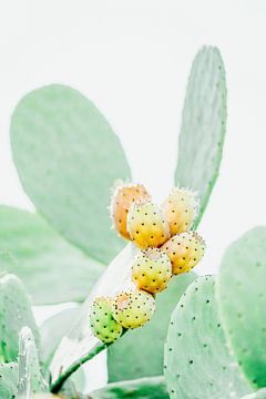 Green, yellow and orange cactus fruits in Mallorca by Merel Naafs