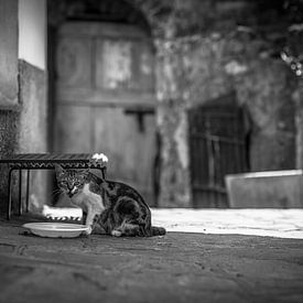 cat in italy photo poster or wall decoration by Edwin Hunter