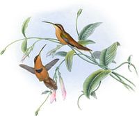 Bischof Hermit, John Gould