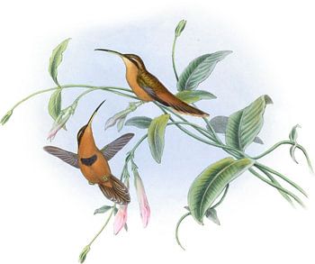Bisschop Hermit, John Gould