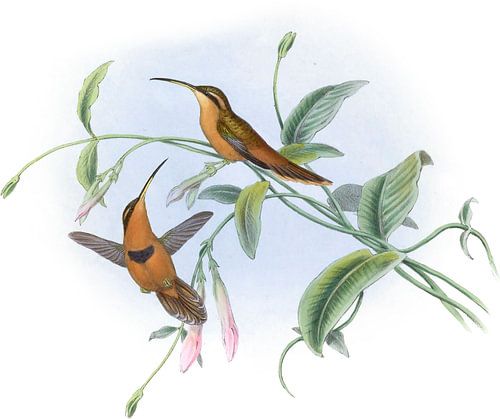 Bischof Hermit, John Gould
