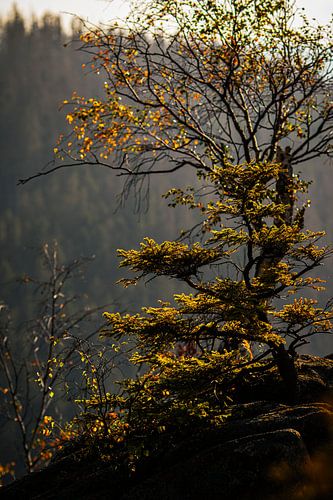 Herfst licht. Bladeren kleuren. Boom. Geel. Hars.