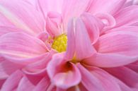 Pink Dahlia van LHJB Photography thumbnail