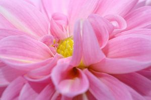 Pink Dahlia van LHJB Photography