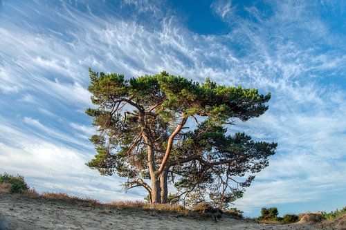 Met de top in de wolken