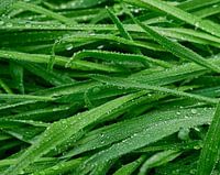Water and grass