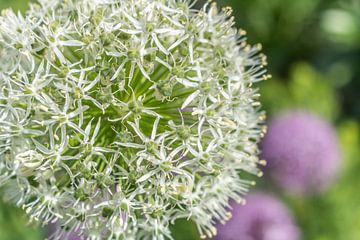 Allium mount everest - Sierprei van Mixed media vector arts