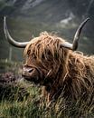 Schotse Hooglander | Schotland | Fotoprint van Sander Spreeuwenberg thumbnail