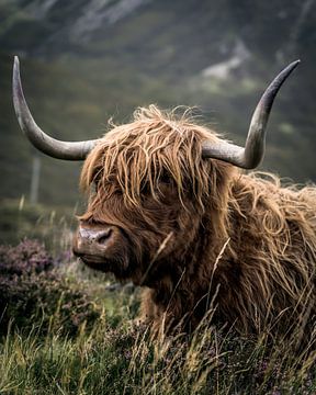 Schottischer Highlander | Schottland | Fotodruck von Sander Spreeuwenberg