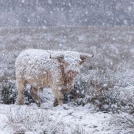 Scottish highlander by Richard Driessen