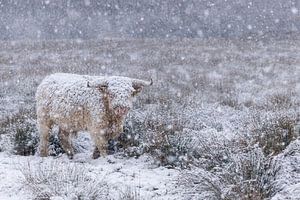 Highlander écossais