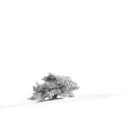Lonely Tree van Ronald van Dijk
