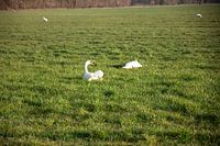 Deux cygnes dans une prairie de l'Emsland