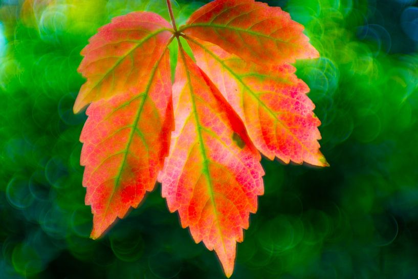 Vintage herfst en bokeh bollen van Jolanda de Jong-Jansen