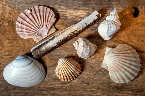 nature morte avec différentes coquilles