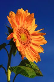 Sunflower by Thomas Jäger