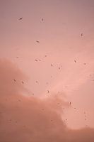 Vogels bij een Parijse roze lucht.