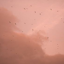 Des oiseaux dans un ciel rose parisien. sur Jordi Sloots