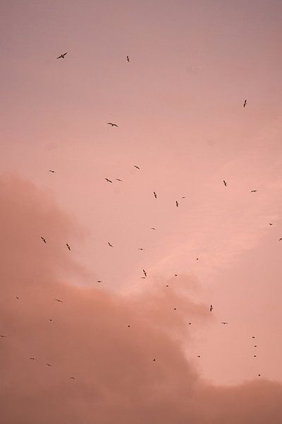 Vögel an einem Pariser rosa Himmel. von Jordi Sloots