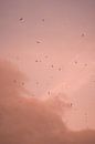 Vogels bij een Parijse roze lucht. van Jordi Sloots thumbnail