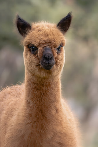 Le regard doux d’un alpaga