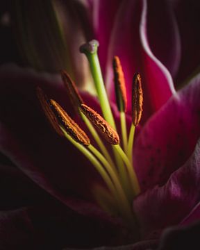 Lily detail by Sandra Hazes