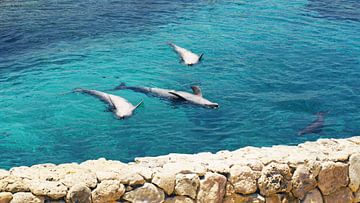 Drie dolfijnen op Curaçao van Melissa vd Bosch