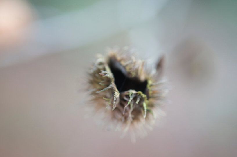 natuur in Lunteren  van Lillianne Grootens