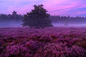 Bloeiende heide schemering
