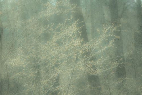 Blossoms in the mist