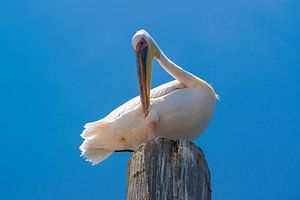 Pelican sitzen auf einem Poller, Namibia