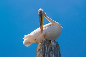 Pelican assis sur une borne, la Namibie sur Rietje Bulthuis