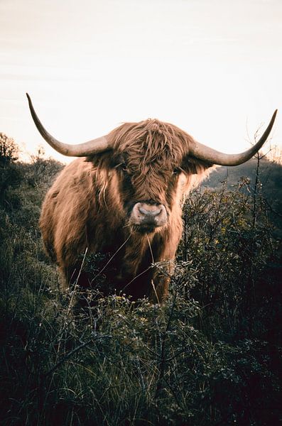 Highlander écossais par Claire Groeneveld