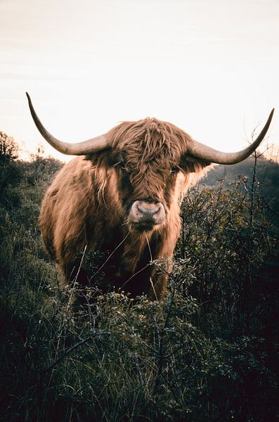 Schotse Hooglander van Claire Groeneveld