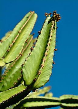 Euphobia cactus van insideportugal